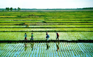 農(nóng)業(yè)農(nóng)村落實(shí)高質(zhì)量發(fā)展重大舉措 國家質(zhì)量興農(nóng)戰(zhàn)略規(guī)劃