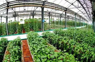 做這類農(nóng)業(yè)的有福了 中央財(cái)政要給每個(gè)項(xiàng)目投1000萬 趕緊準(zhǔn)備申報(bào)吧