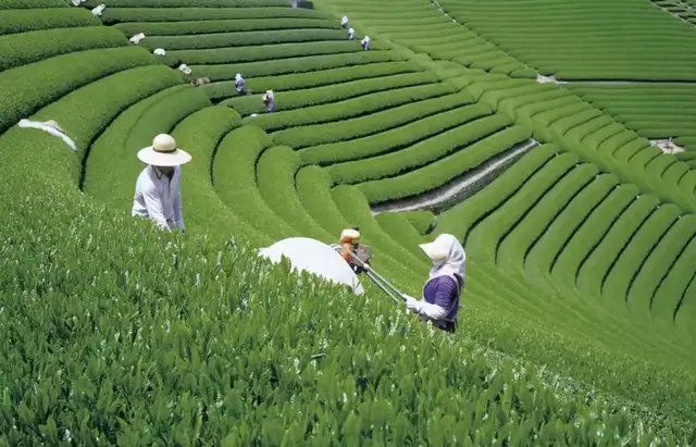 &ldquo;茶旅融合&rdquo;巨大發展潛力如何釋放?日本&ldquo;茶旅勝地&rdquo;靜岡這樣做
