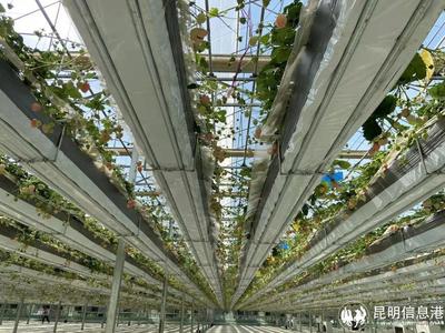 呈貢寶珠梨、繡球花、草莓等農(nóng)特產(chǎn)品亮相2023全國(guó)&ldquo;土特產(chǎn)&rdquo;集中推薦活動(dòng)現(xiàn)場(chǎng)