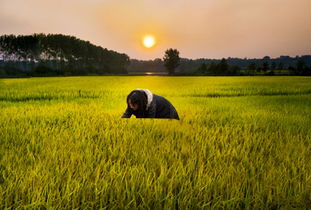 農業綜合開發大力推進高標準農田建設