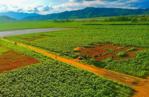 岫巖邂逅花海 百花齊放美不勝收
