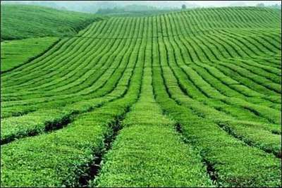 【農(nóng)業(yè)推廣論文】發(fā)展農(nóng)村綠色循環(huán)農(nóng)業(yè)及推廣計(jì)劃