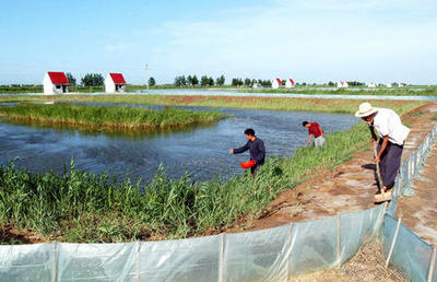 圖文:黃河三角洲農業開發結碩果(2)