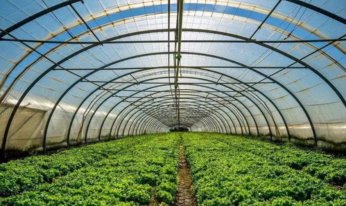 每日一題 福安葡萄大棚