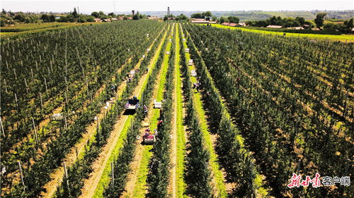 農(nóng) 墨重彩提質(zhì)效 慶陽市發(fā)展現(xiàn)代絲路寒旱農(nóng)業(yè)優(yōu)勢特色產(chǎn)業(yè)紀(jì)實(shí)