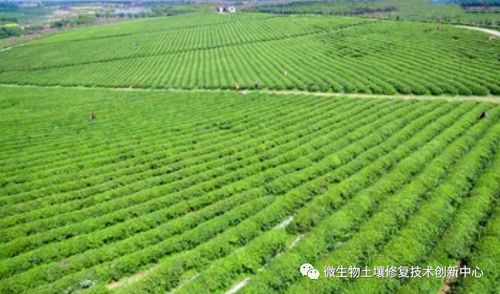 養(yǎng)好土壤：有機(jī)農(nóng)業(yè)發(fā)展的基石