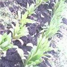 重慶藍(lán)鼎納米生理水施肥機 價格、圖片與產(chǎn)品詳情介紹