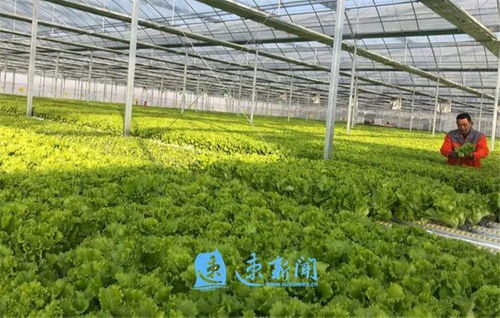 創(chuàng)特色樹品牌 市湖濱新區(qū)按下現(xiàn)代農(nóng)業(yè)發(fā)展快車鍵