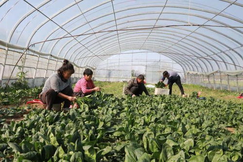 睢縣 發(fā)展特色農(nóng)產(chǎn)品品牌建設(shè)，助農(nóng)增收助力鄉(xiāng)村振興