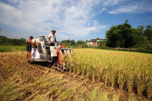 璧山現代農業發展一季度成績單 農業開發亮點紛呈，引領區域高質量發展