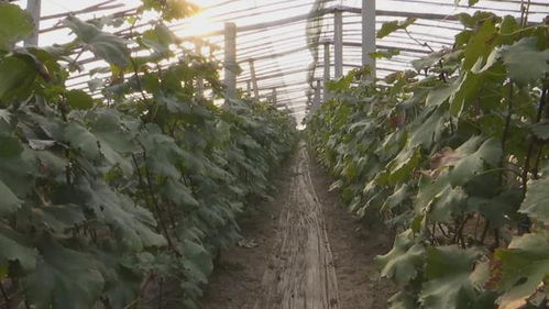 膠州 135個(gè)農(nóng)產(chǎn)品品牌引領(lǐng)農(nóng)業(yè)產(chǎn)業(yè)升級(jí)，推動(dòng)全域農(nóng)業(yè)開發(fā)