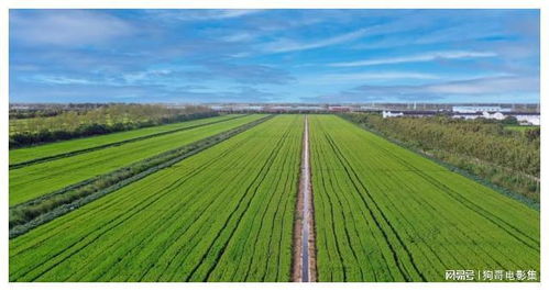 上海農場 智慧農業引領農業開發，發展之路越走越寬