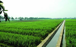 通星科技 以創新科技為農業開發注入新動能，驅動“三農”高質量發展